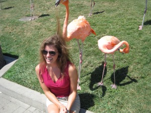 Another first... letting the Sea World flamingos  nibble my hair! Apparently it's their way of helping me groom myself. They were gentle and quietly 'honked' while doing it. Classic.